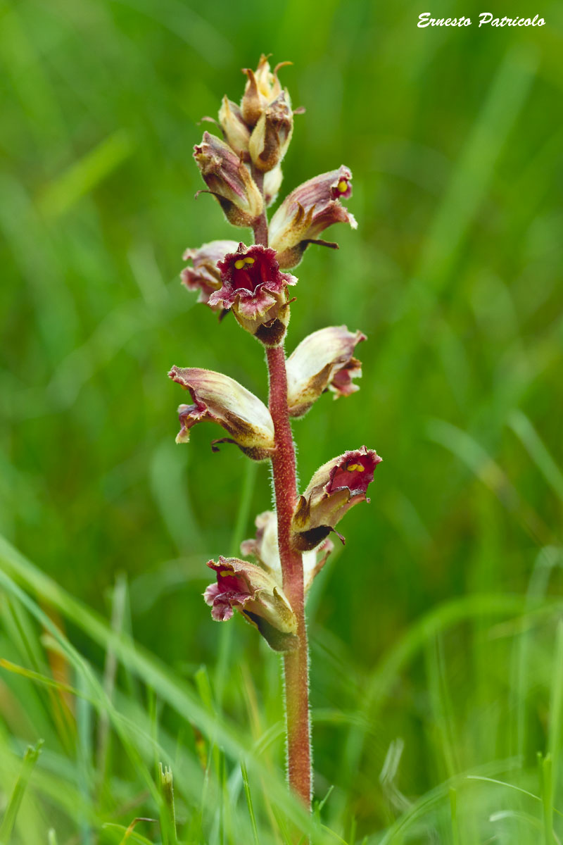 Orobanche gracilis / Succiamele rossastro